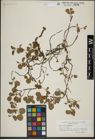 Foto von Salix herbacea L.